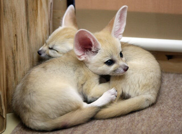 Picture of a fennec fox